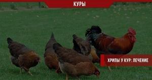 Куры охрипли!? Причины, лечение и профилактика проблемы Куры охрипли!? Причины, лечение и профилактика проблемы
