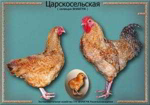 Кто такие Царскосельские курочки?