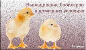 Как вырастить бройлерных цыплят без потерь? Как вырастить бройлерных цыплят без потерь?