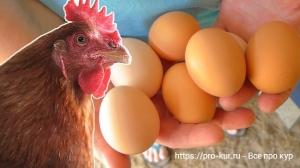 Органическое содержание кур несушек Органическое содержание кур несушек