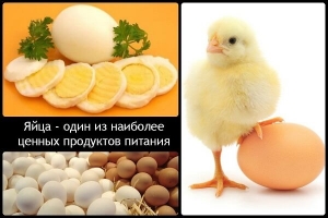 Улучшение качества куриных яиц питанием и витаминами Улучшение качества куриных яиц питанием и витаминами