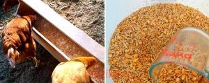 Экономия на комбикорме для кур