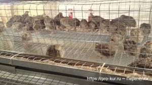 Выращивание перепелок с нуля с чего начать? Выращивание перепелок с нуля с чего начать?