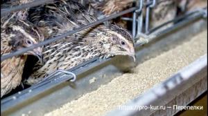 Выращивание перепелок с нуля с чего начать? Выращивание перепелок с нуля с чего начать?