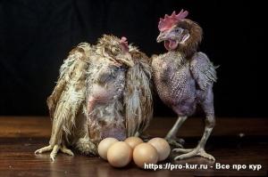 Почему дохнут цыплята и куры &ndash; что это за болезнь и что делать