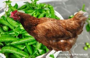 Горох в кормлении кур несушек и бройлеров Горох в кормлении кур несушек и бройлеров