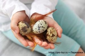 Выращивание перепелок с нуля с чего начать? Выращивание перепелок с нуля с чего начать?