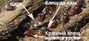 Клещи у кур фото и способы борьбы препаратами