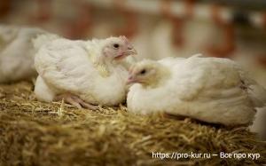 Клещи у кур фото и способы борьбы препаратами