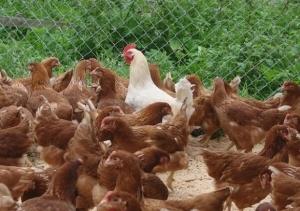 Уход за курами несушками в домашних условиях Уход за курами несушками в домашних условиях