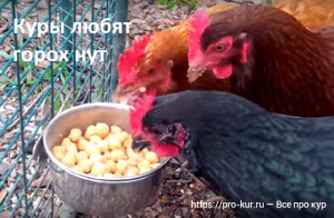 Горох в кормлении кур несушек и бройлеров Горох в кормлении кур несушек и бройлеров