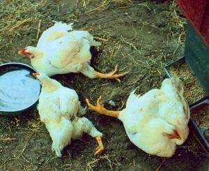 Цыплята и куры падают на ноги — причины и лечение Цыплята и куры падают на ноги — причины и лечение