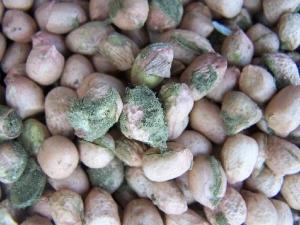 Микотоксины и репродукция птицы, снижение яйценоскости Микотоксины и репродукция птицы, снижение яйценоскости