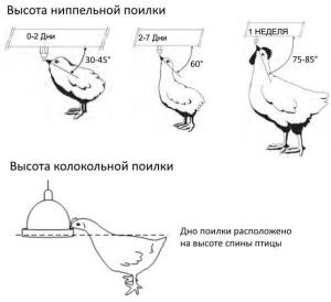 Поилка для кур своими руками &ndash; фото, видео, схемы и чертежи