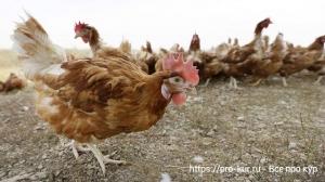 Органическое содержание кур несушек Органическое содержание кур несушек