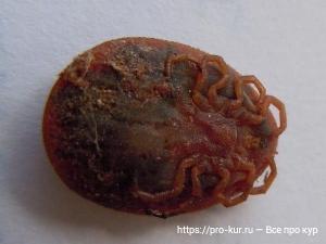 Клещи у кур фото и способы борьбы препаратами