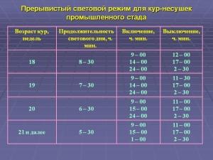 Освещение для кур несушек – прерывистое или постоянное? Освещение для кур несушек – прерывистое или постоянное?
