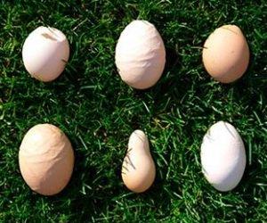 Куры не несутся &mdash; причины и что делать