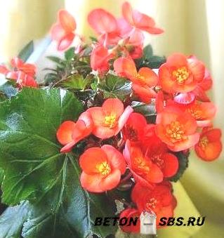 Цветок для спальни &ndash; избираем с разумом