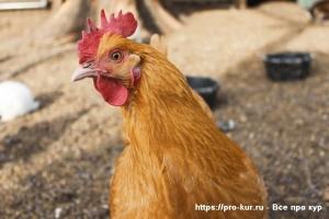 Почему дохнут цыплята и куры &ndash; что это за болезнь и что делать