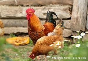 Почему дохнут цыплята и куры &ndash; что это за болезнь и что делать
