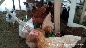 Качели для кур несушек в курятник своими руками