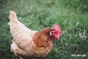 Как узнать возраст кур несушек