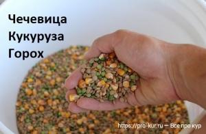 Горох в кормлении кур несушек и бройлеров Горох в кормлении кур несушек и бройлеров