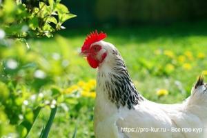 Органическое содержание кур несушек Органическое содержание кур несушек
