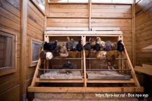 Способы отучить кур спать в гнездах Способы отучить кур спать в гнездах