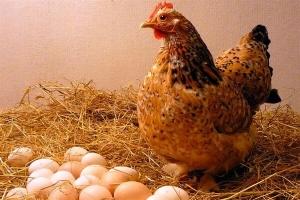 Куры не несутся &mdash; причины и что делать