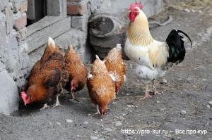 Петухи страдают от нападок кур Петухи страдают от нападок кур