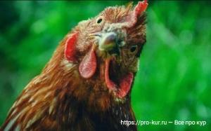 Почему куры поют песню, когда снесут яйцо? Почему куры поют песню, когда снесут яйцо?
