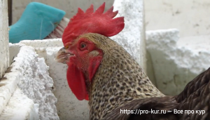 Почему куры клюют пенопласт, вредно ли это? Почему куры клюют пенопласт, вредно ли это?
