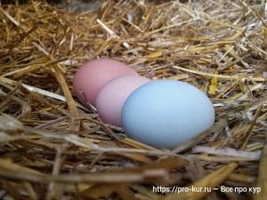 Почему куры поют песню, когда снесут яйцо? Почему куры поют песню, когда снесут яйцо?