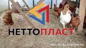 Продукция Нетто-Пласт – гарант крепкого здоровья и завидной продуктивности домашней птицы Продукция Нетто-Пласт – гарант крепкого здоровья и завидной продуктивности домашней птицы