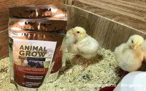 Стимулятор роста Animal Grow для кур Стимулятор роста Animal Grow для кур