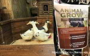 Стимулятор роста Animal Grow для кур Стимулятор роста Animal Grow для кур