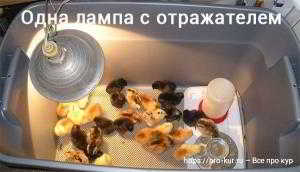 Как долго держать цыплят под лампой и температура в брудере