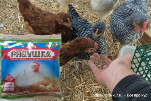 Премикс Рябушка с аминокислотами для кур несушек отзывы