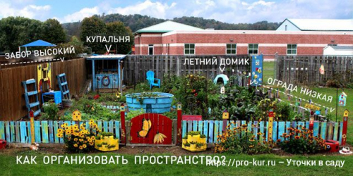 Содержание уток на приусадебном участке