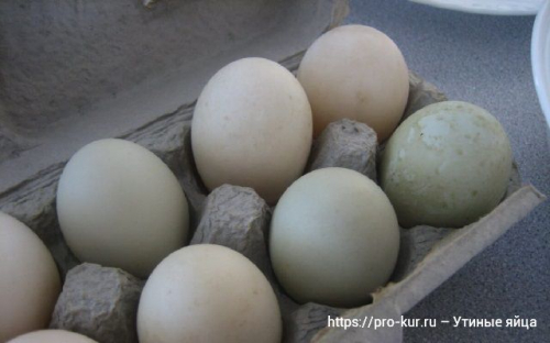 Утиные яйца современных пород уток: одни плюсы