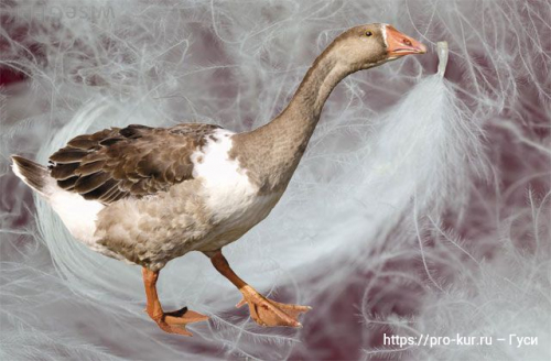 Инкубаторы для гусей и инкубация гусиных яиц