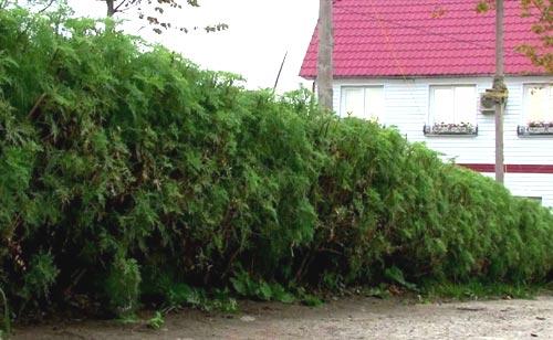 Зеленая изгородь на садовом участке Зеленая изгородь на садовом участке